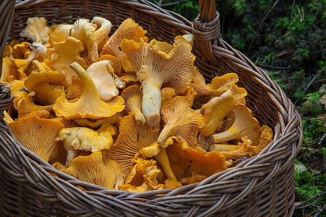 Poulet aux girolles