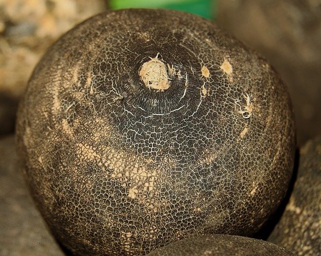 Tartare de radis noir