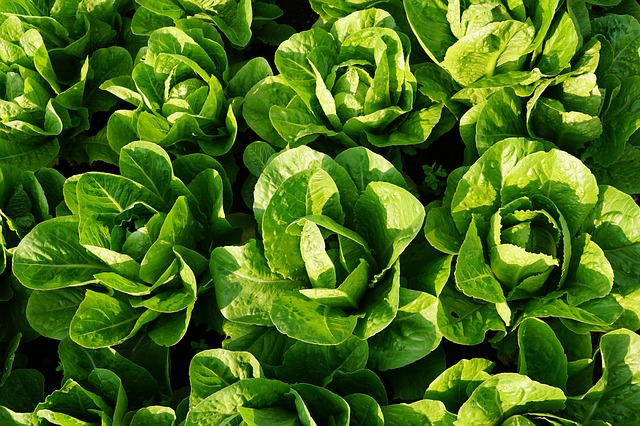 Salade estivale
